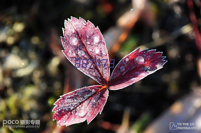 赛普人工智能看护系统及设备(1周)